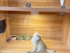 -猫十亿·布偶金渐层·曼基康矮脚猫舍(青年路店)