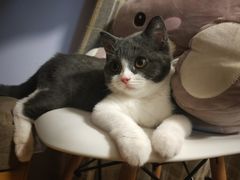 -宠爱国际动物医院· 猫科· 外科·中兽医(长白店)