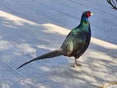 -森林公园(尖草坪区)