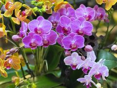 -双季花艺园艺市场(浦东店)