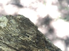 -乌兰布统景区-白桦林