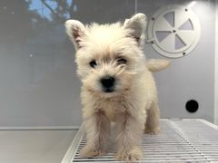 -翊宠yipet猫狗购宠庄园犬舍•猫舍