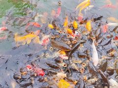 -大连铭湖国际观光牧场