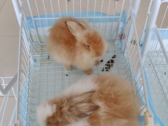 -怪兽屋·羊驼·猫咖·狗咖(俊华广场店)