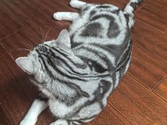 -FAELING PETS美天灵宠物(富力广场店)