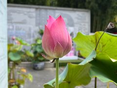 -陈家山荷花公园