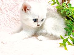 -十年猫舍·猫咪专门店(普陀店)