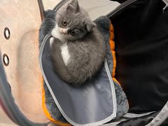-伟伟宠物医院·瑞派猫友好医院·猫科(光谷店)