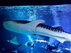 -烟台海昌鲸鲨海洋公园