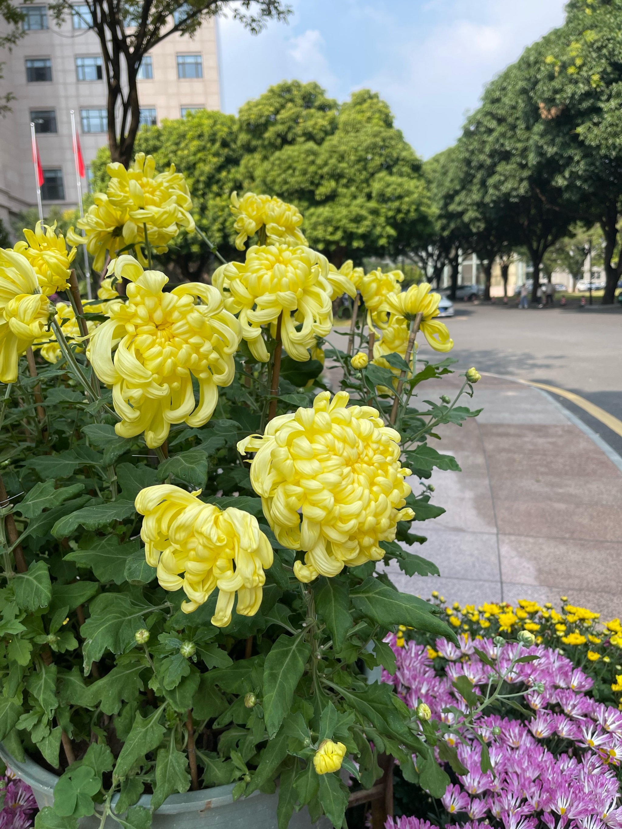 小榄菊花图片大全图片