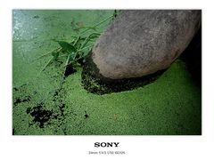 -陈家山荷花公园