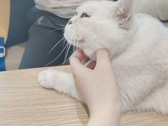 -藏猫猫咖啡主题馆(中央大道店)