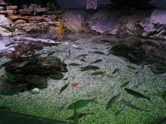 -悉尼海洋生物水族馆
