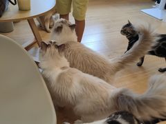 -有喵·猫咖·狗咖·30几只猫10只小狗(岗厦店)