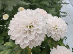 -上海鲜花港