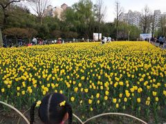 -大宁郁金香公园-停车场