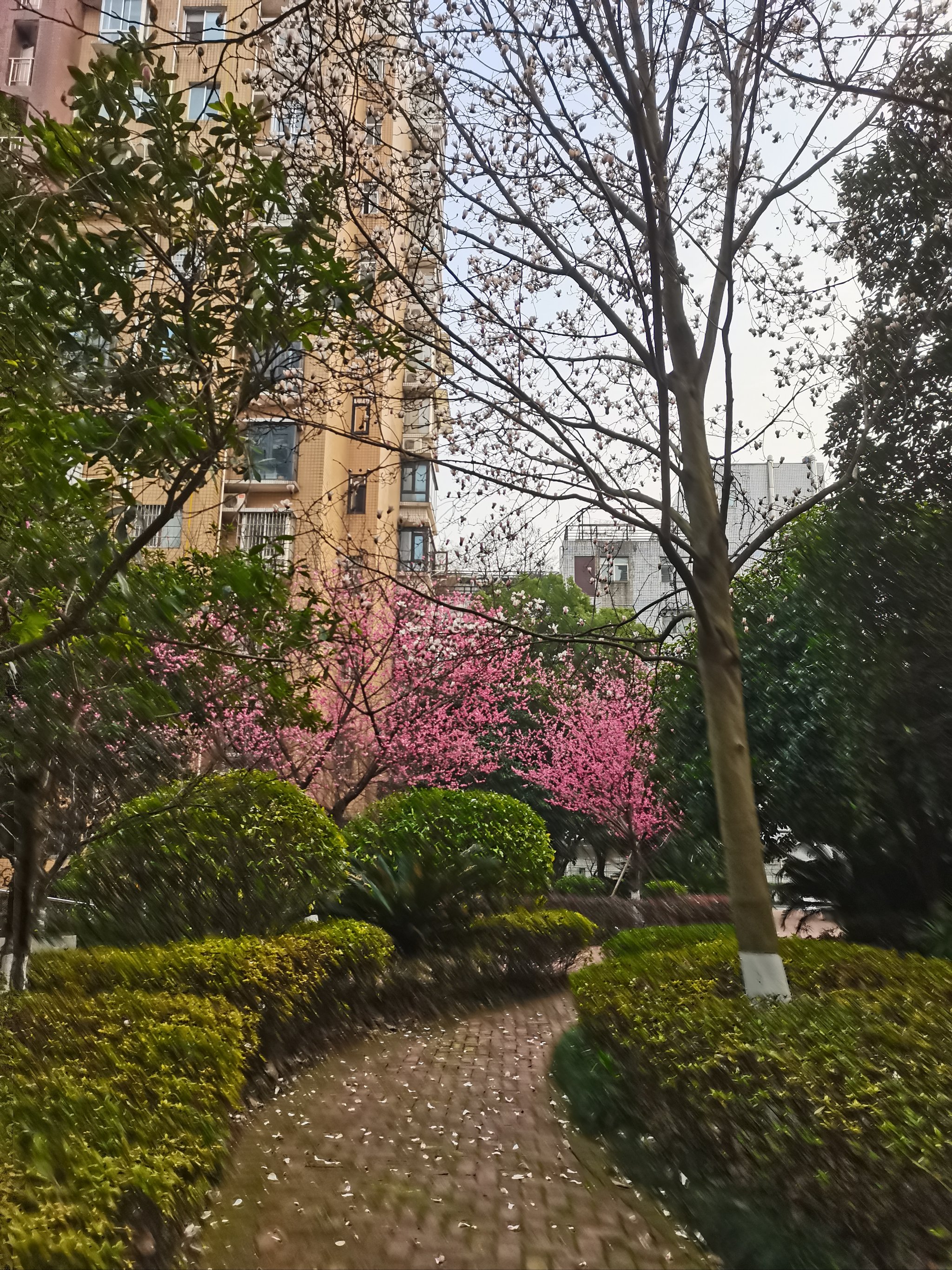 衡阳梅花院子图片