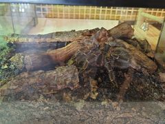 -FAIRYLAND龙族星球主题餐厅(凯丹广场店)