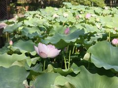 -陈家山荷花公园