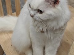 -楼上猫咖(罗湖店)