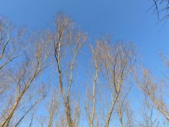 -大兴滨河森林公园