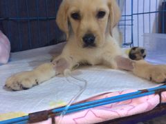 -严国平动物医院(德政总院)