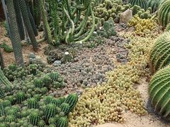 -深圳仙湖植物园