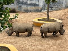 -西霞口神雕山野生动物世界