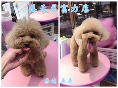 -FAELING PETS美天灵宠物(富力广场店)