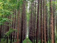 -黄海国家森林公园