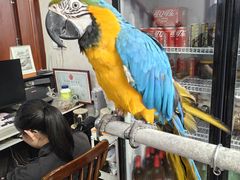 -观桥阁(锦溪店)