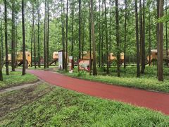 -黄海国家森林公园