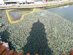 -龙虎塔
