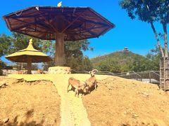 -石家庄市动物园