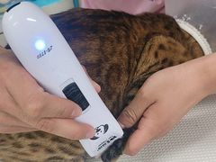 -北京观赏动物医院·24小时大型综合·猫专科·异宠专科