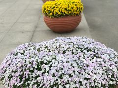 -南通洲际绿博园