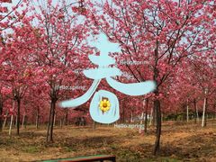 -天适樱花悠乐园