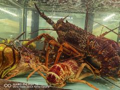 -甄御•海鲜新青岛菜(麦岛店)