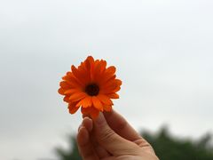 -松山湖梦幻百花洲