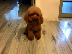 -PETKIT 小佩宠物·低压洗护·美容·寄养(安远店)