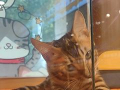 -欣宠猫屋·矮脚拿破仑·蓝金金渐层