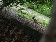 -西园寺