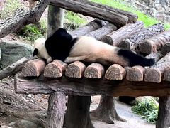 -中国大熊猫保护研究中心雅安碧峰峡基地