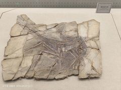 -辽宁古生物博物馆