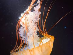 -欢乐海岸海洋奇梦馆