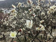 -香雪海