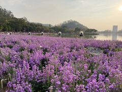 -顺峰山公园