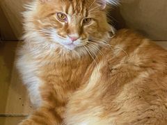 -蓝鲸·缅因猫舍