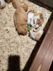 -酷嗒动物文化乐园(cutezoo西溪乐天城店)