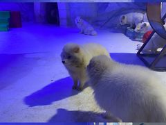 -海合安成都极地海洋公园